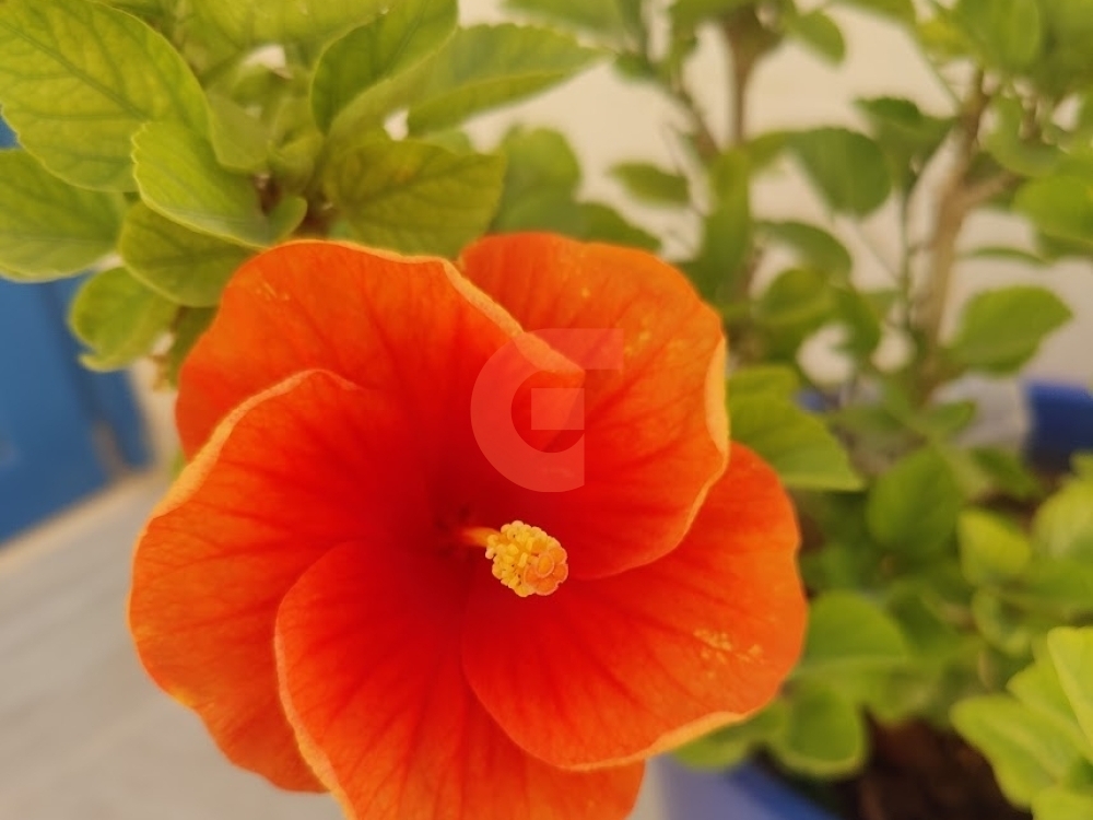 Hibiscus plants Hibiscus plants